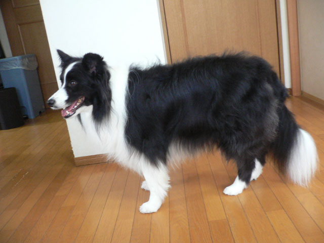 d0059230_9443354.jpg