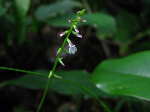 c0179351_17592870.jpg