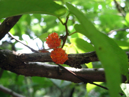 c0179351_1813088.jpg