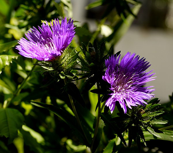 d0091754_3442653.jpg