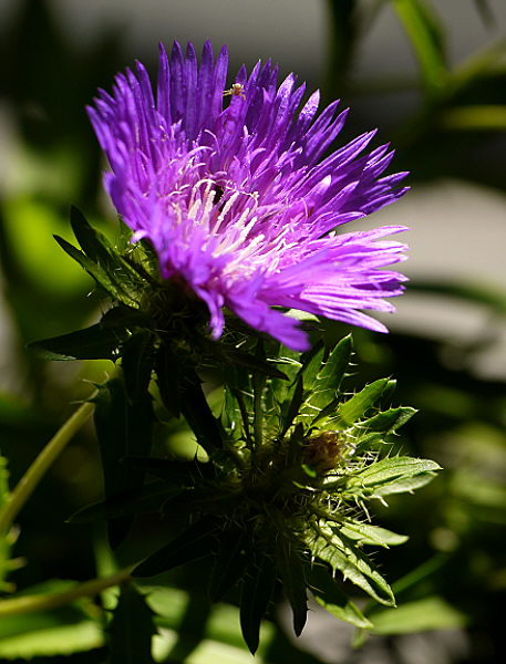 d0091754_344379.jpg