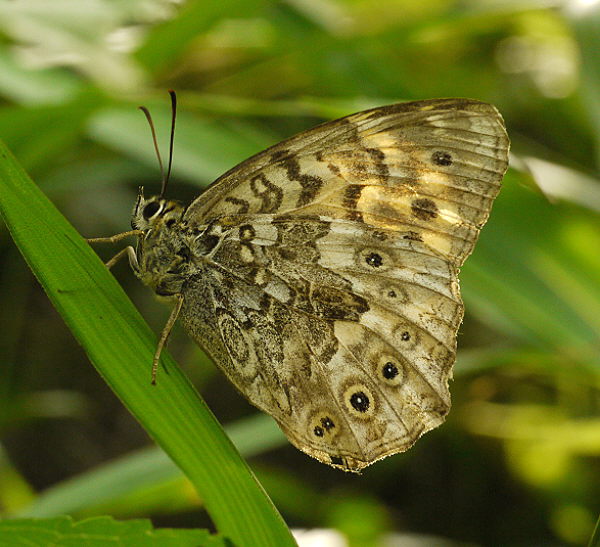 d0091754_3572225.jpg