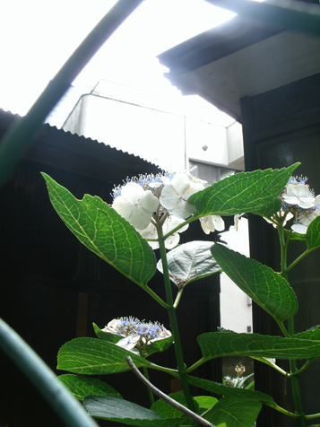e0112077_3111686.jpg