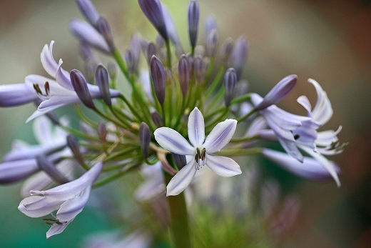 e0190885_21453369.jpg