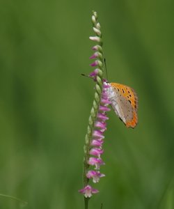 b0108186_15405869.jpg