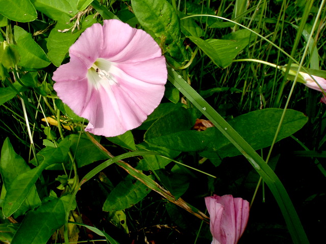 a0007388_9555642.jpg