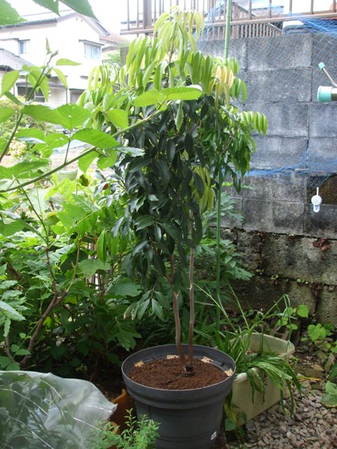a0149588_1223358.jpg