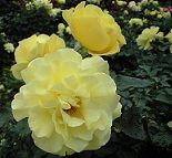 f0224393_2014585.jpg
