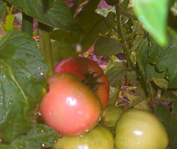 b0099994_6424469.jpg