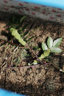 c0129498_18262360.jpg
