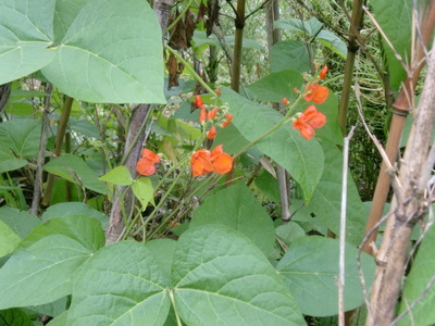 f0144707_15521732.jpg
