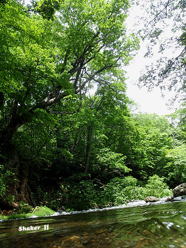 f0021008_1156535.jpg