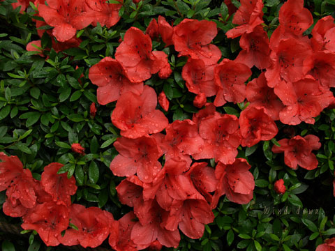a0021110_182418100.jpg