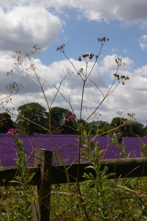 e0114020_17271428.jpg