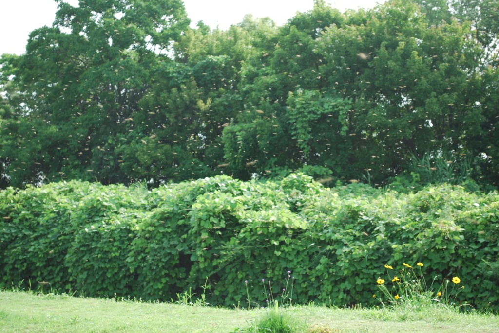 f0176521_0495999.jpg