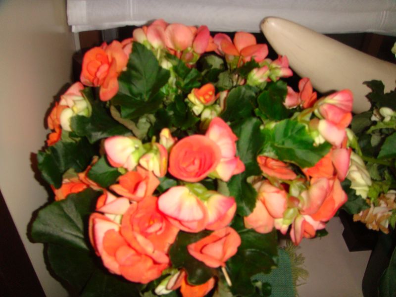 d0159325_2382575.jpg