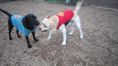 a0142343_22194059.gif