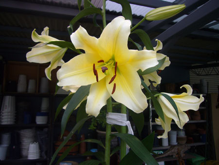 d0163550_1515166.jpg