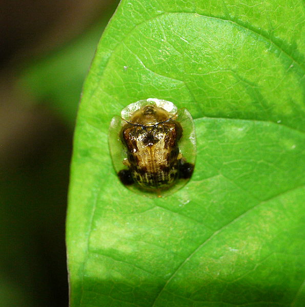 d0091754_235754.jpg