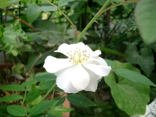c0186463_17234031.jpg