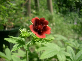 c0186463_1762120.jpg
