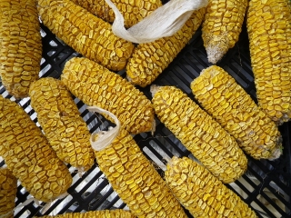 f0055264_2305545.jpg