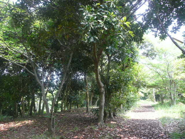 a0154870_20385264.jpg
