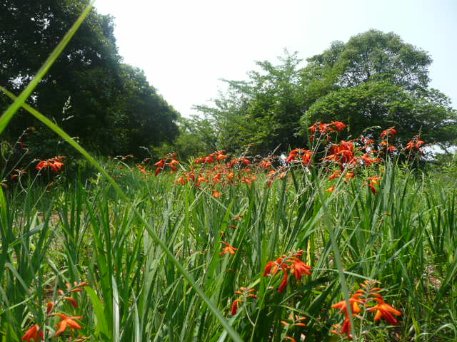 a0154870_20391580.jpg