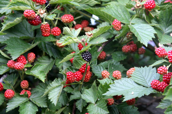 b0171185_21442991.jpg