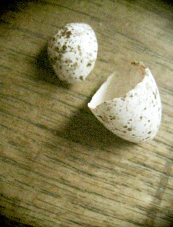 d0077603_6174448.jpg