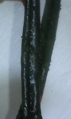 e0093705_170728.jpg