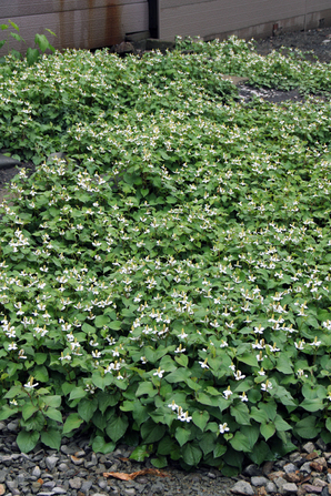 f0160407_545224.jpg