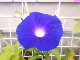 e0098908_22143291.jpg
