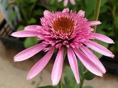 c0190010_13422815.jpg