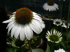 c0190010_13463376.jpg