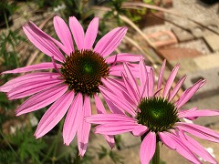 c0190010_13502684.jpg