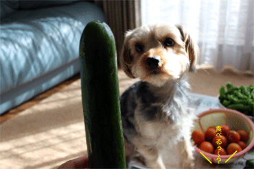 c0143711_2116073.gif