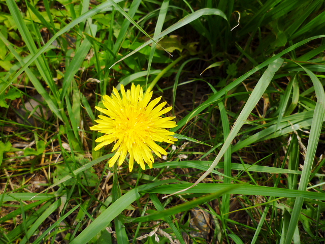 d0170615_17354062.jpg
