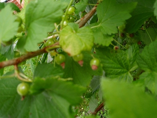 e0004756_20153157.jpg