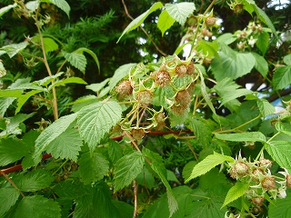 e0004756_20171672.jpg