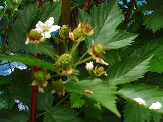 e0004756_2018395.jpg