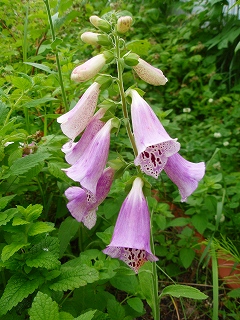e0004756_20221069.jpg