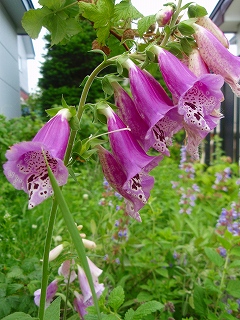 e0004756_20225344.jpg