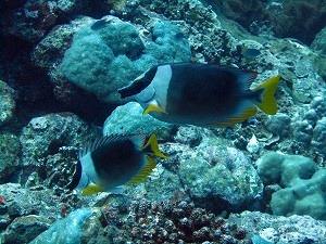f0176156_14283844.jpg