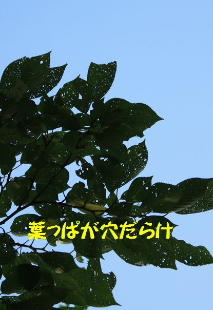a0100564_2075931.jpg