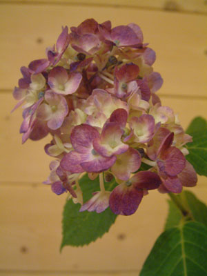c0050264_2359990.jpg