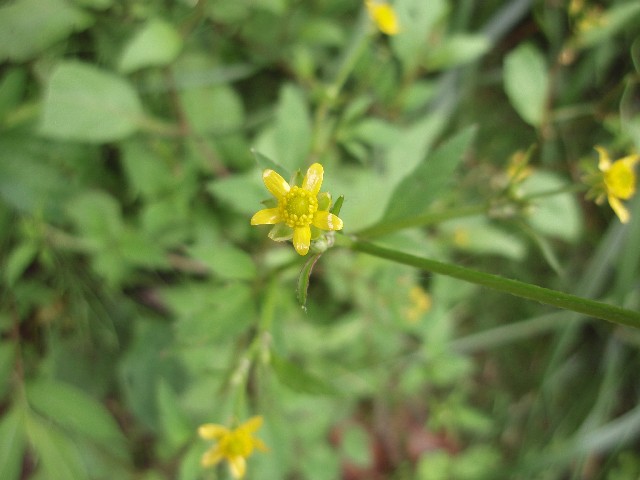 d0162276_028697.jpg