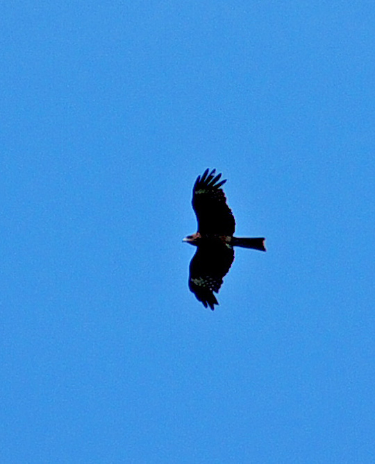f0168676_15282445.jpg