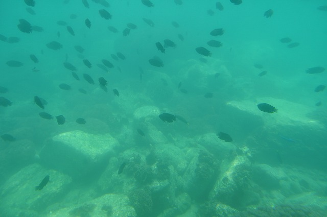 d0114583_1621357.jpg