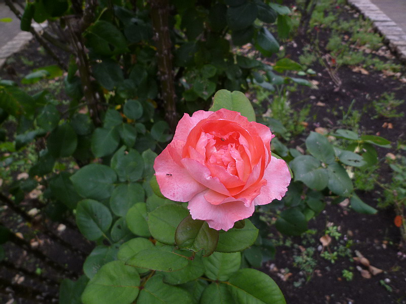 c0138198_15324233.jpg